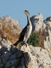 Gulosus aristotelis desmarestii