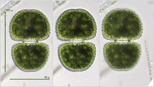 Cosmarium dentatum