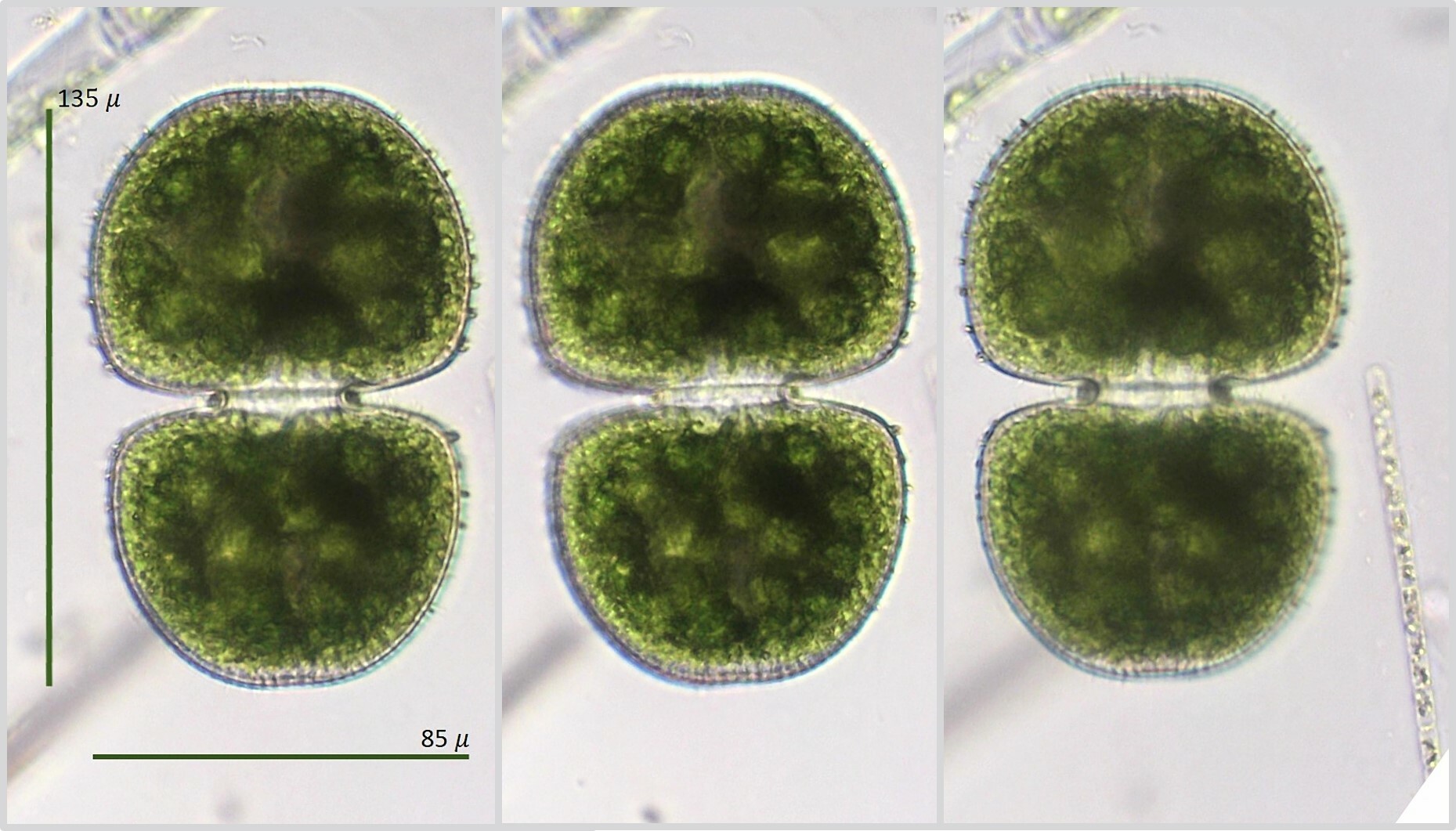 Cosmarium dentatum