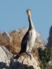 Gulosus aristotelis desmarestii