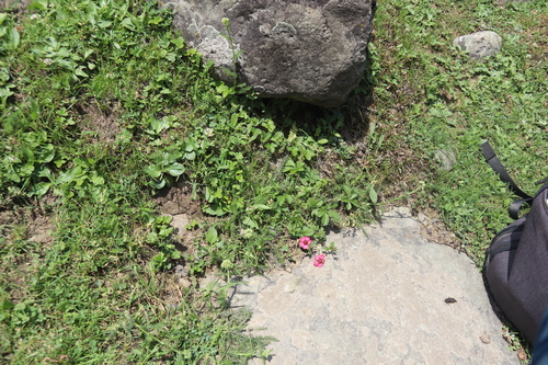 Potentilla nepalensis, photograph 2