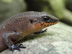 Eutropis rudis
