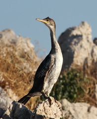 Gulosus aristotelis desmarestii