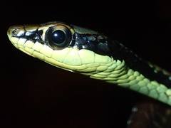 Dendrelaphis marenae