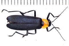 Photurinae