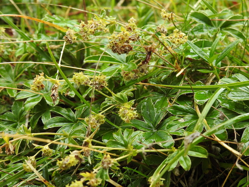Image of Alchemilla pallens by no rights reserved
