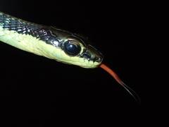 Dendrelaphis marenae