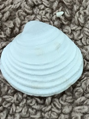 Chionopsis intapurpurea
