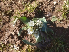 Ornithogalum lanceolatum