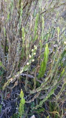 Baccharis genistelloides