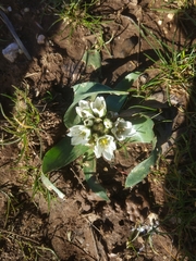 Ornithogalum lanceolatum