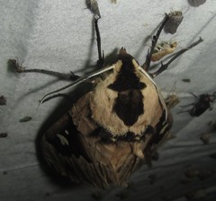 Lophostethus dumolinii