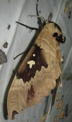 Lophostethus dumolinii