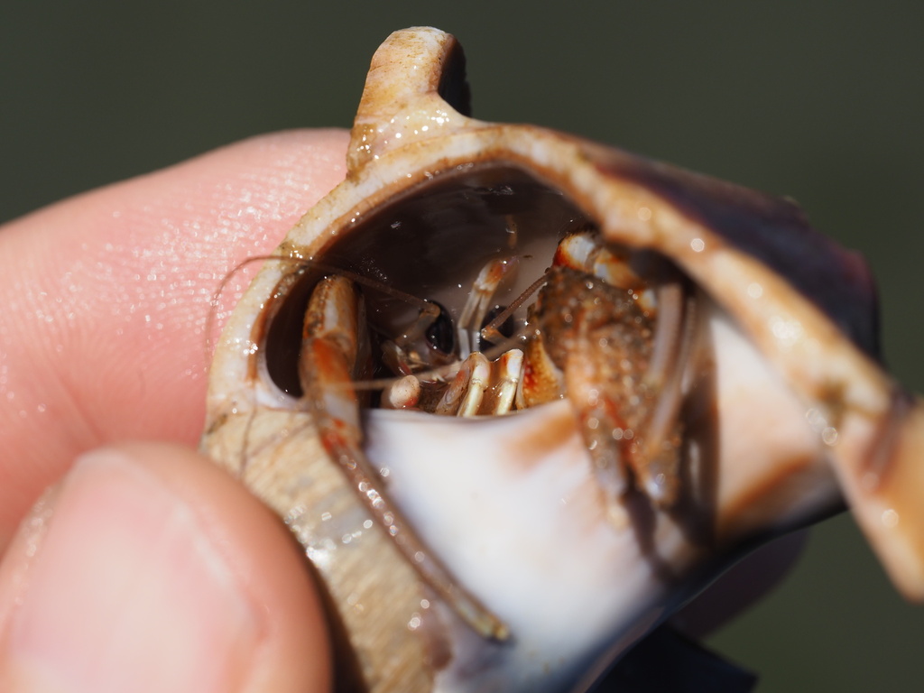 armed hermit