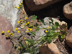 Cineraria platycarpa