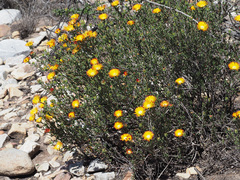 Drosanthemum bicolor