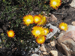Drosanthemum bicolor