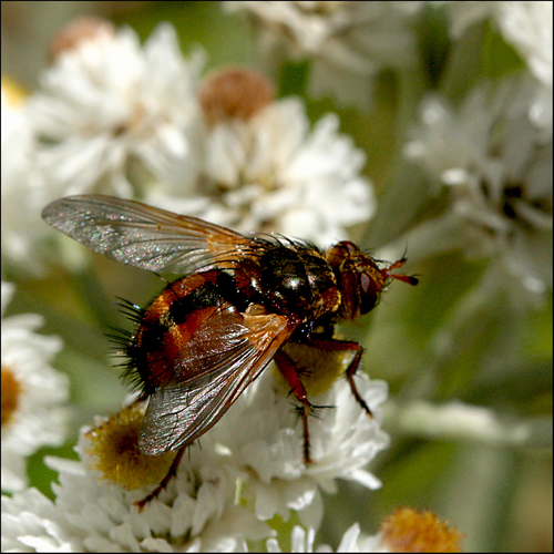 Igelfliege