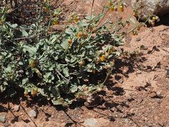 Hermannia cuneifolia