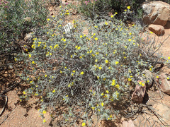 Oedera glandulosa