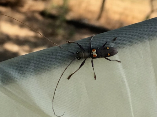Olenecamptus bilobus lacteoguttatus