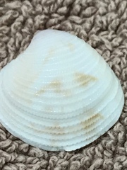 Chionopsis intapurpurea