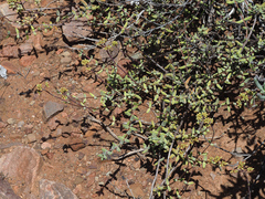 Crassula subaphylla subaphylla