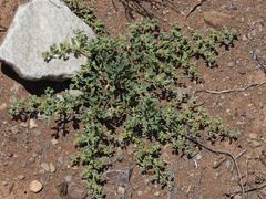 Aizoon papulosum