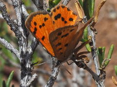 Chrysoritis chrysaor