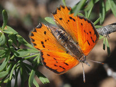Chrysoritis chrysaor