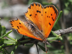 Chrysoritis chrysaor