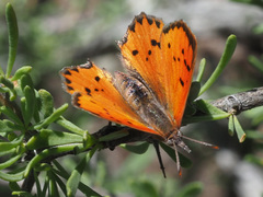 Chrysoritis chrysaor