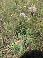Allium nutans