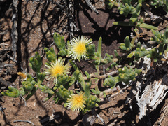 Mesembryanthemum nitidum