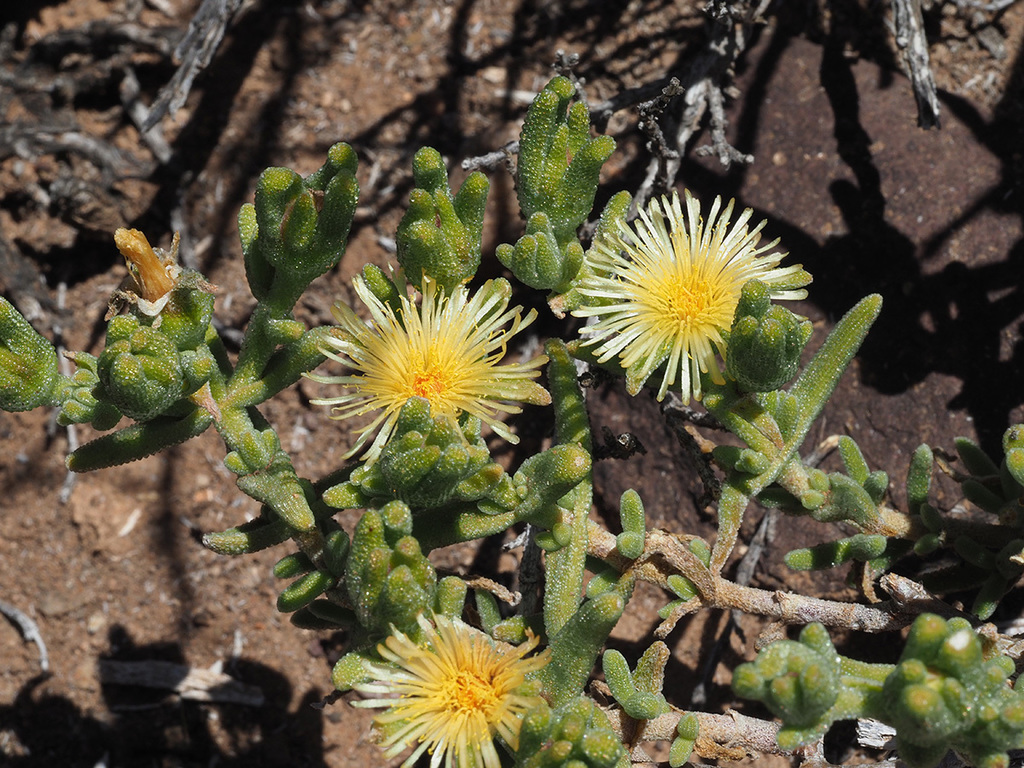 Mesembryanthemum nitidum Haw. 3