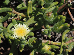 Mesembryanthemum nitidum