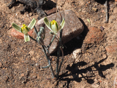 Albuca longipes