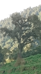 Gaiadendron punctatum