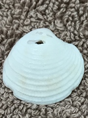 Chionopsis intapurpurea