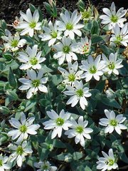 Stellaria eschscholtziana