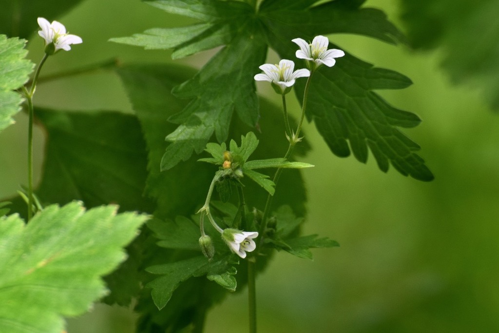 Geranium albiflorum