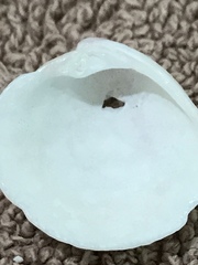 Chionopsis intapurpurea