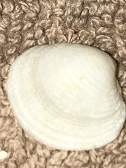 Chionopsis intapurpurea
