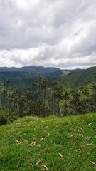 Ceroxylon quindiuense