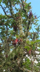 Iochroma fuchsioides