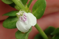 Justicia protracta protracta