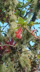 Iochroma fuchsioides
