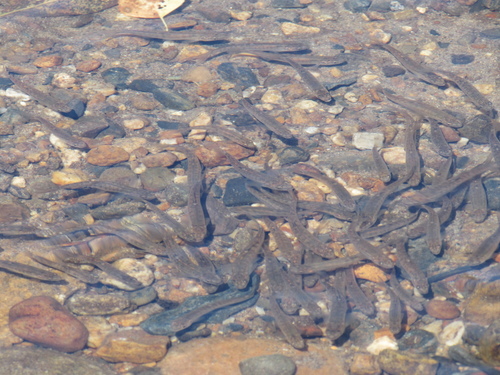 Siberian Stone Loach