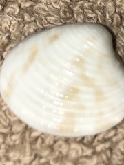 Chionopsis intapurpurea