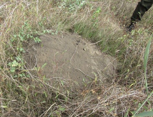 Mound-building Mouse